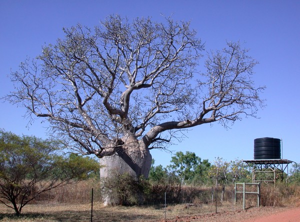 Boab Tree